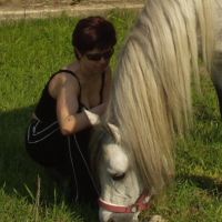 With Grosz - Arabian stallion